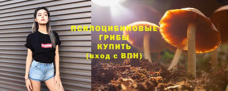 Галлюциногенные грибы Psilocybe Заполярный